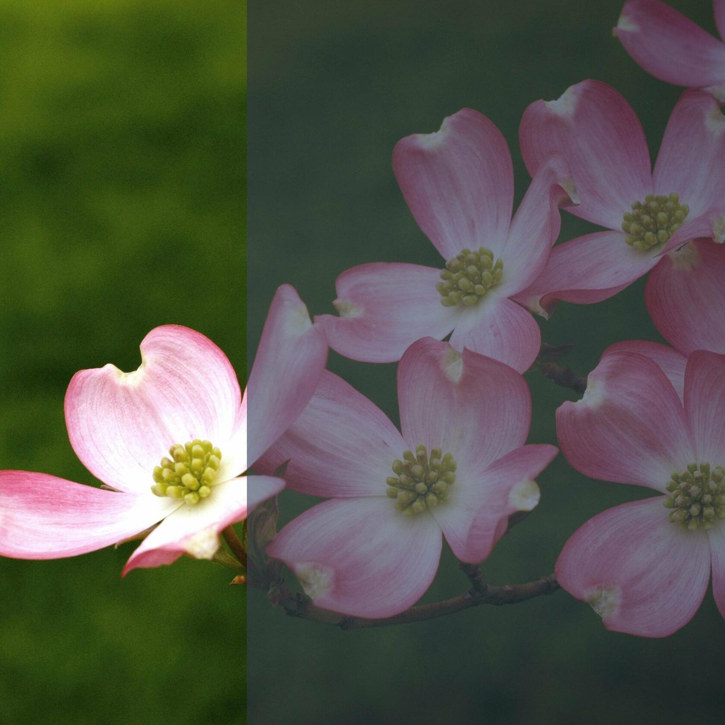 Gila PRS361 Daytime Privacy Window Film, 36-inch X 15 Feet, Mirror